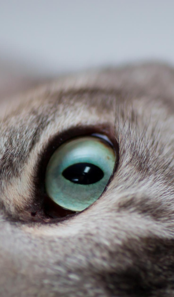 Глаза кошки бурмилла