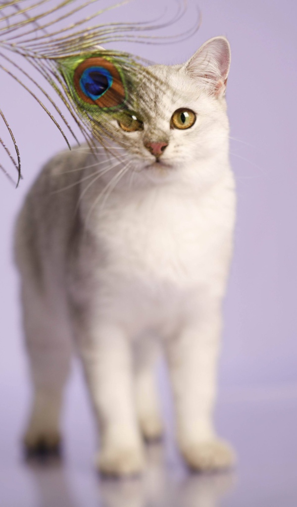 Кот бурмилла и перо павлина