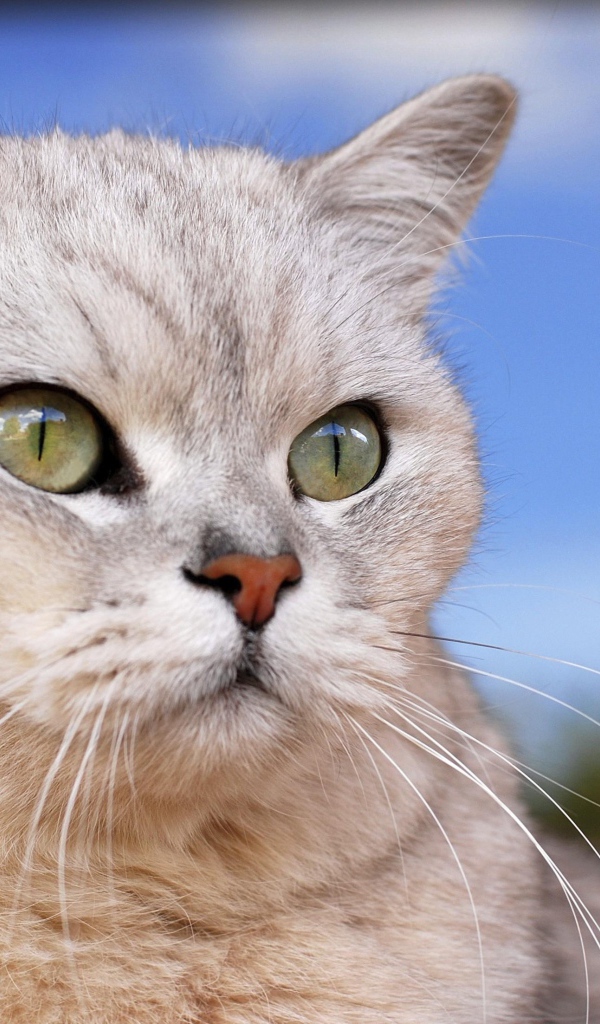 Порода кошек бурмилла