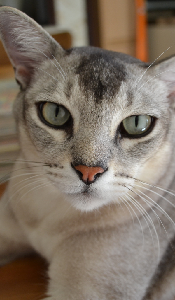 Кошка бурмилла лежит на столе