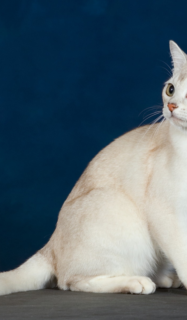 Кот бурмилла на синем фоне