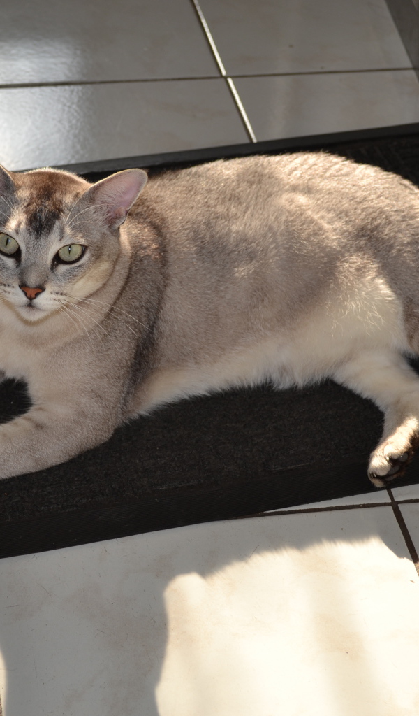 Кошка бурмилла на коврике