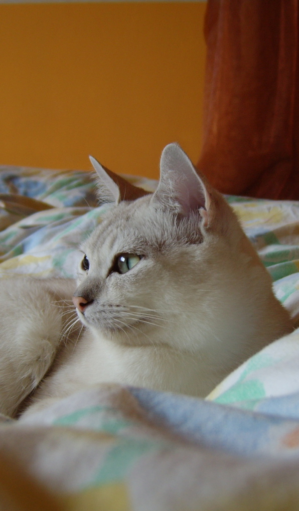 Бурмилла в кровати