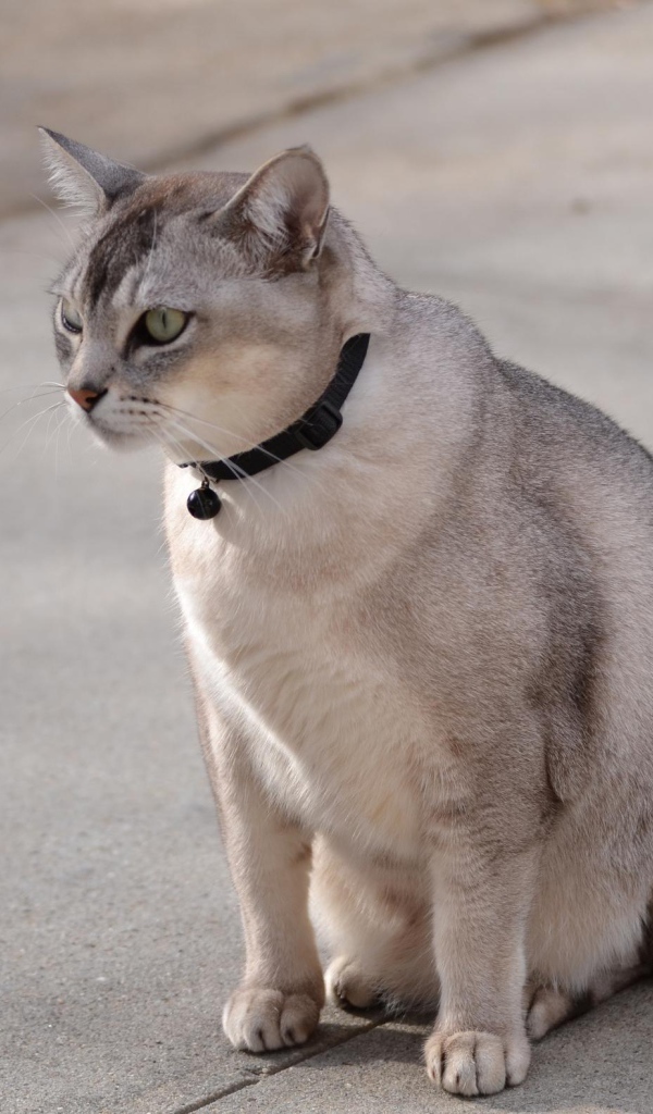 Бурмилла на дорожке