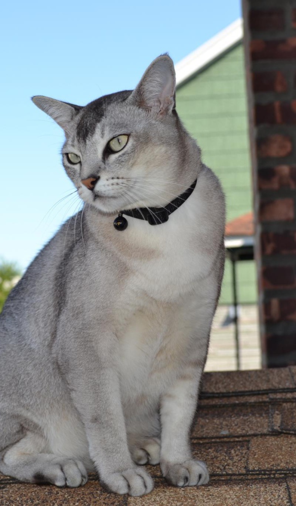 Бурмилла сидит на крыше