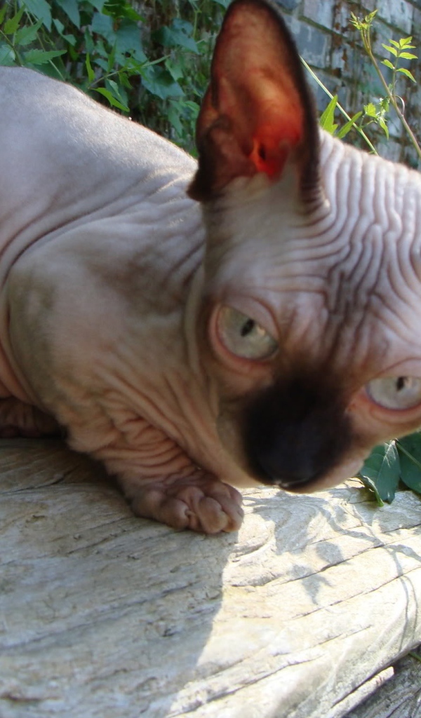 Кот минскин на природе