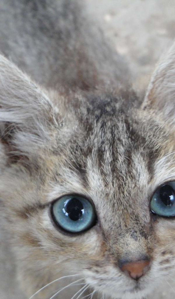 Кот охос азулес