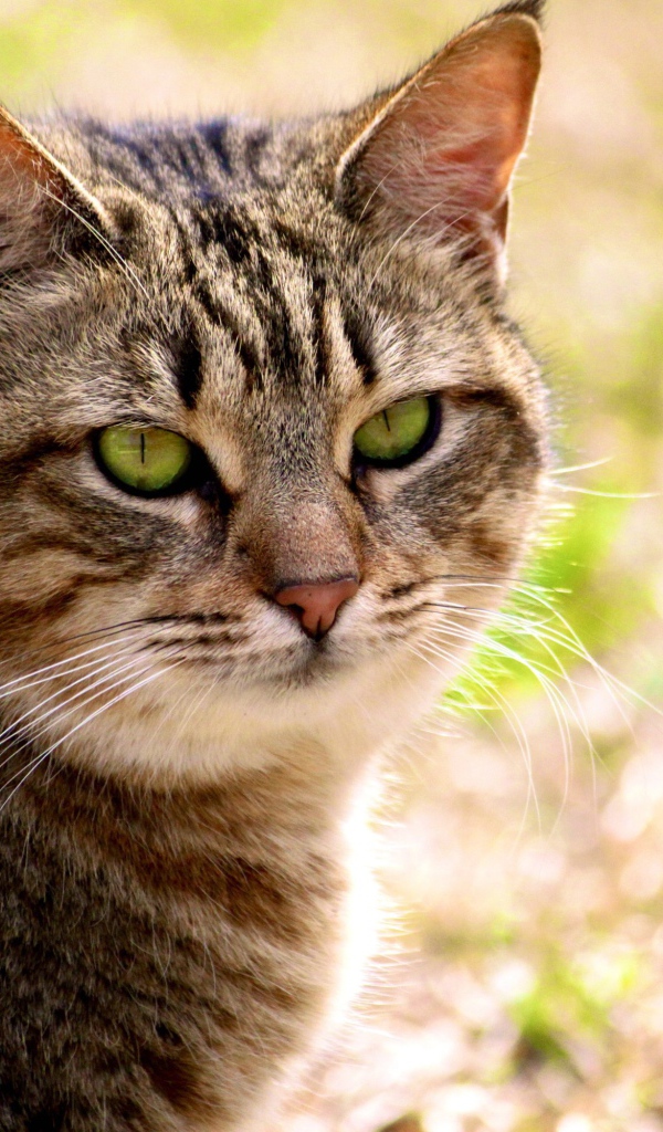 Калифорнийская сияющая кошка