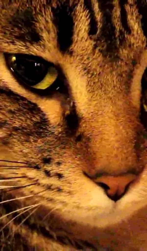 Мордочка калифорнийской сияющей кошки