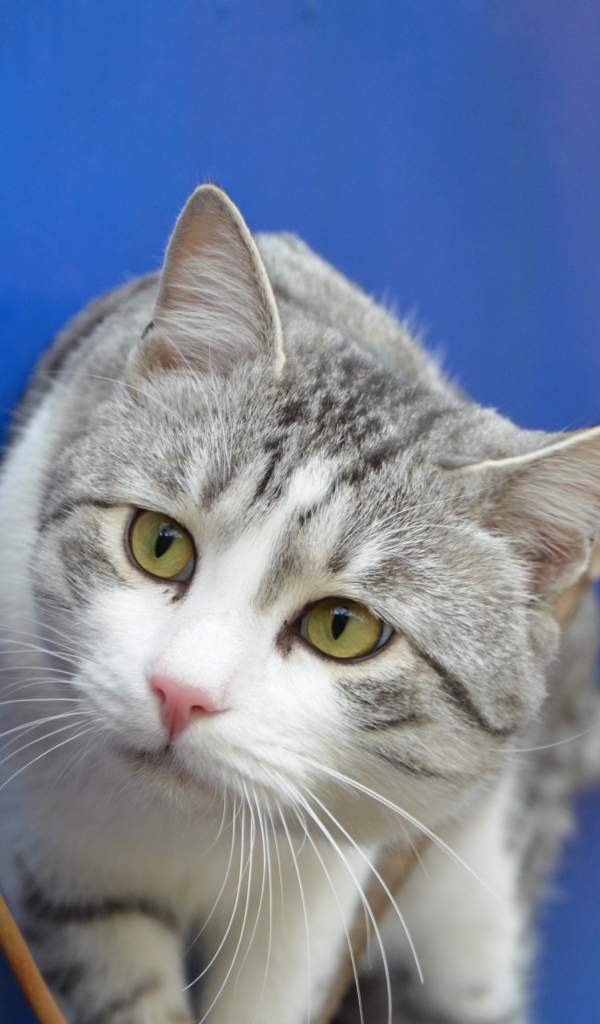 Глаза кота аравийский мау