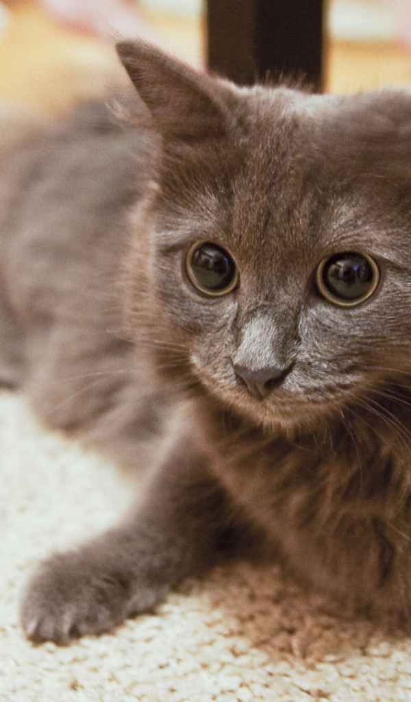 Глаза кота нибелунга