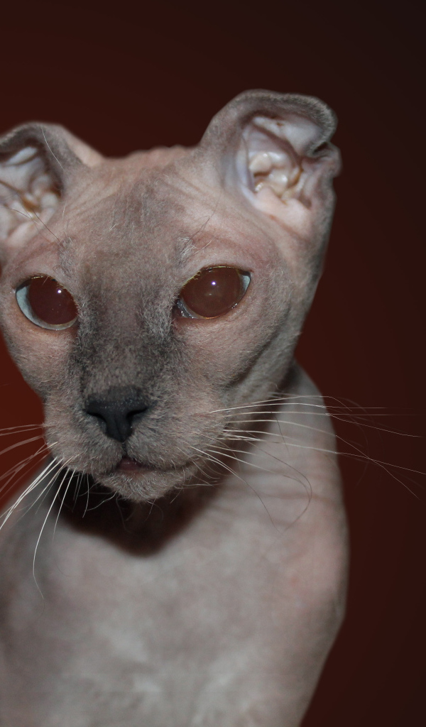 Кот украинский левкой