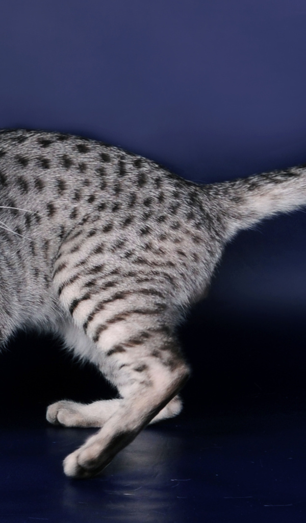 Порода кошек египетская мау