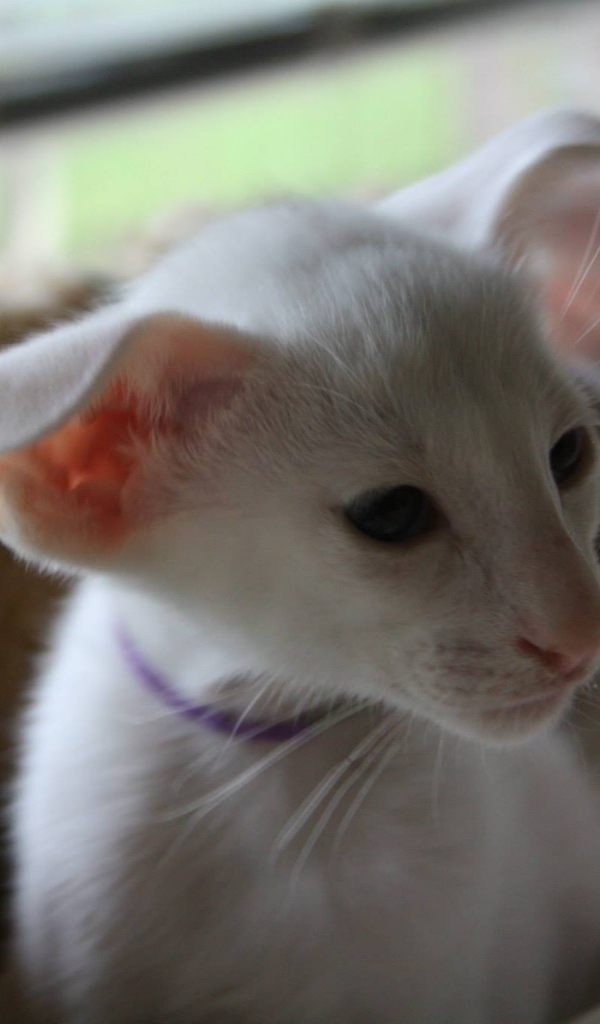 Порода кошек форин вайт