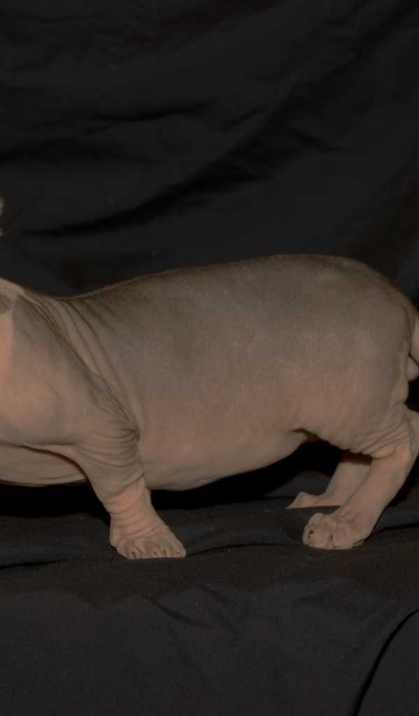 Порода кошек минскин