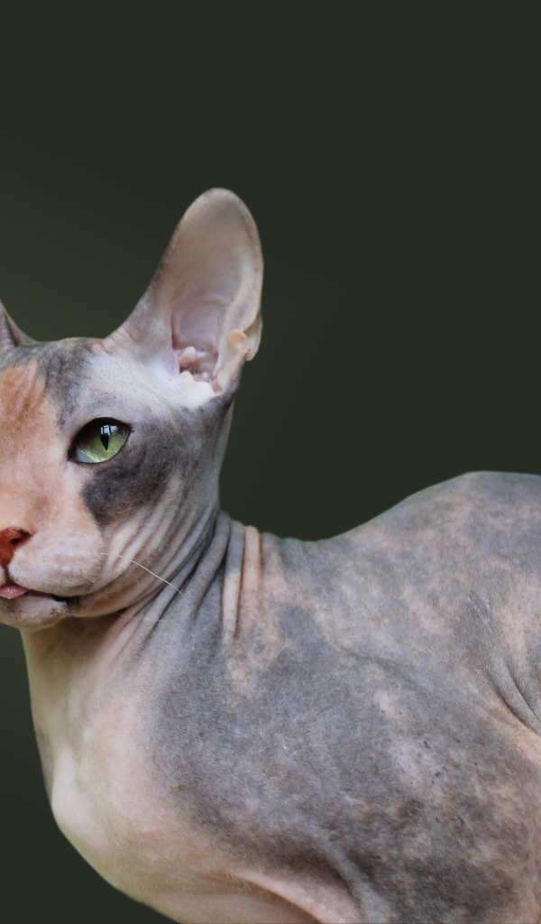 Порода кошек украинский левкой