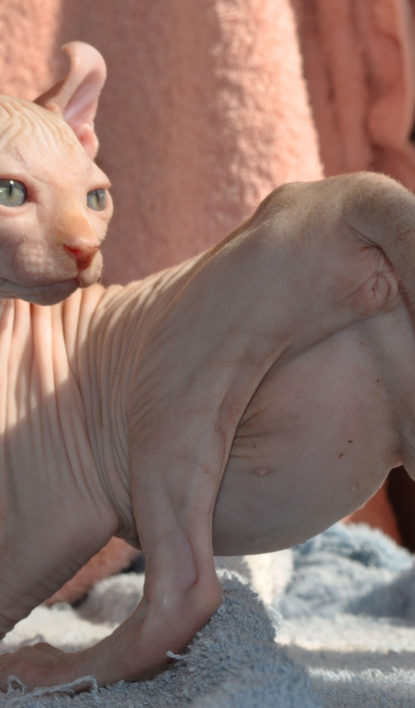 Кошка породы минскин