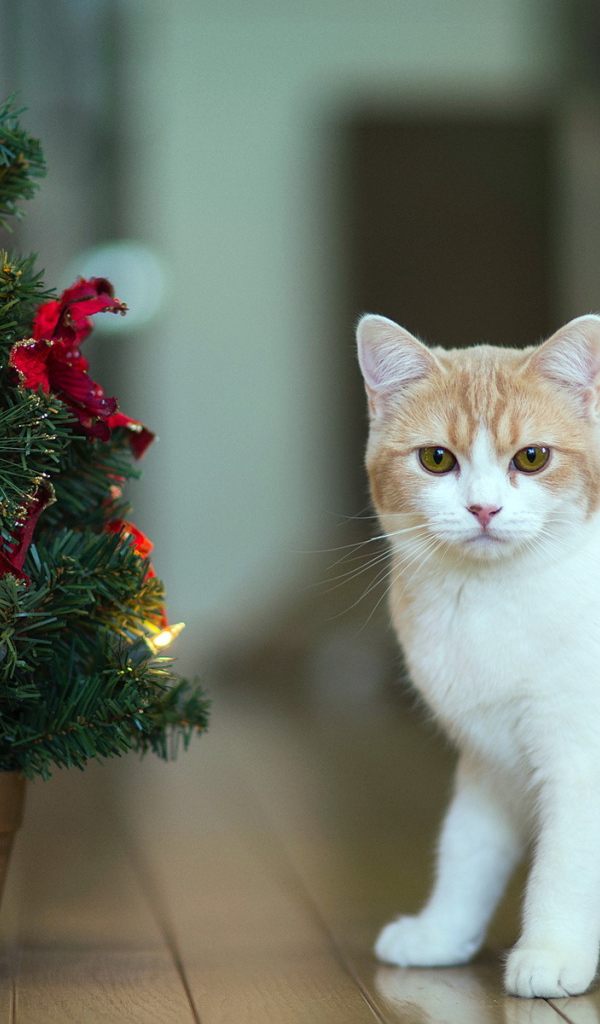 Кот празднует Новый год