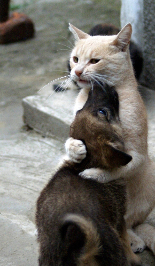 Кошка обнимает собаку