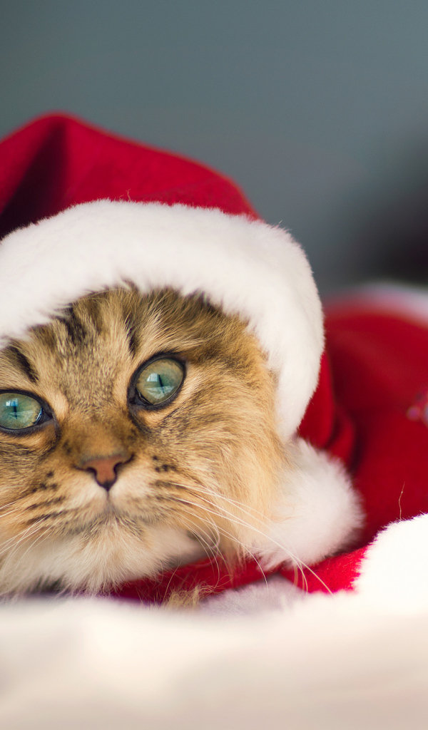 Кот в костюме Санта клауса