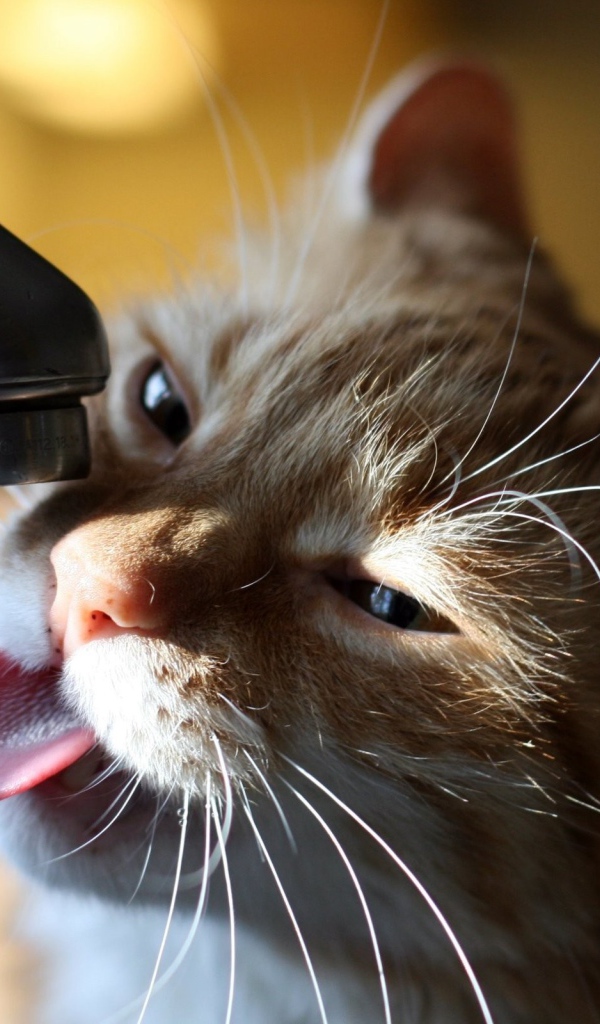 Кошка пьет воду из крана