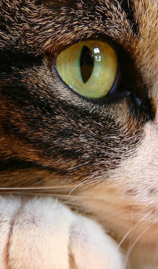 Кошачьи глаза