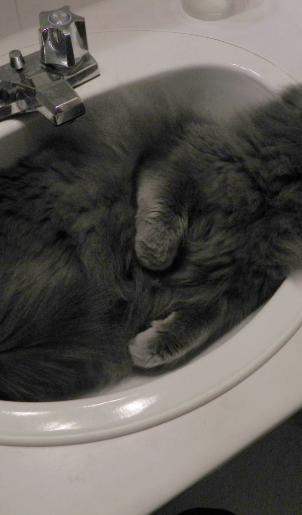 Кот нибелунг в раковине