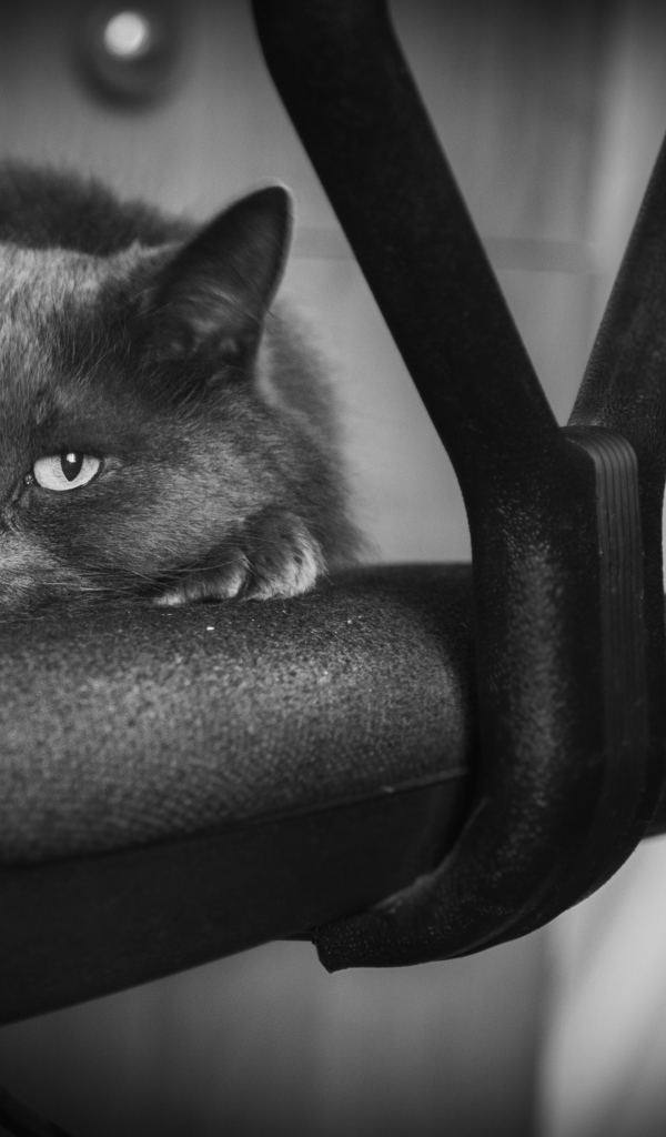 Котик лежит на стуле