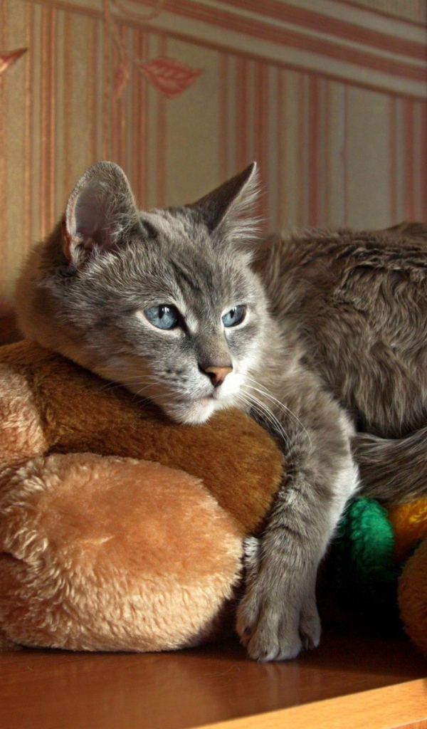 Кот лежит на мягкой игрушке