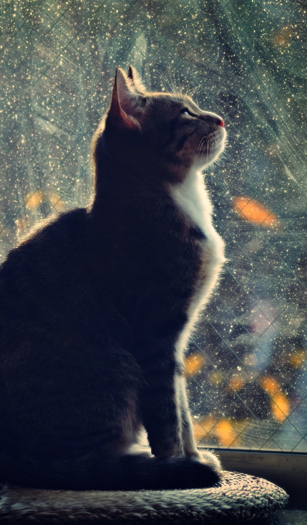 Кот смотрит в окно