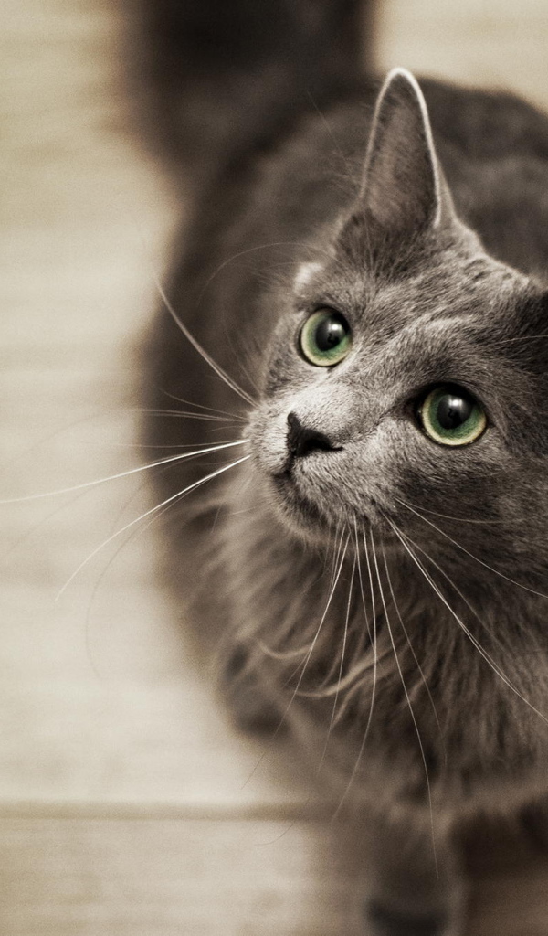 Кот нибелунг смотрит вверх