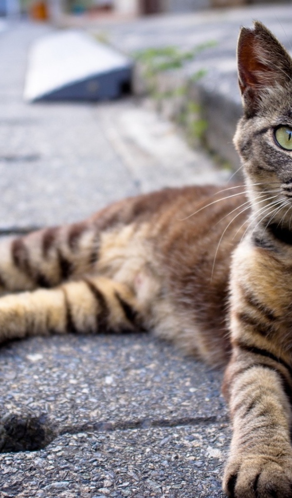 Кот лежит на улице