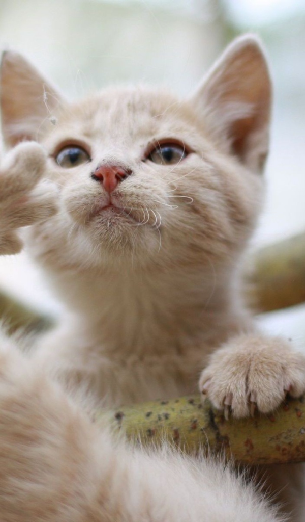 Кот на ветке дерева