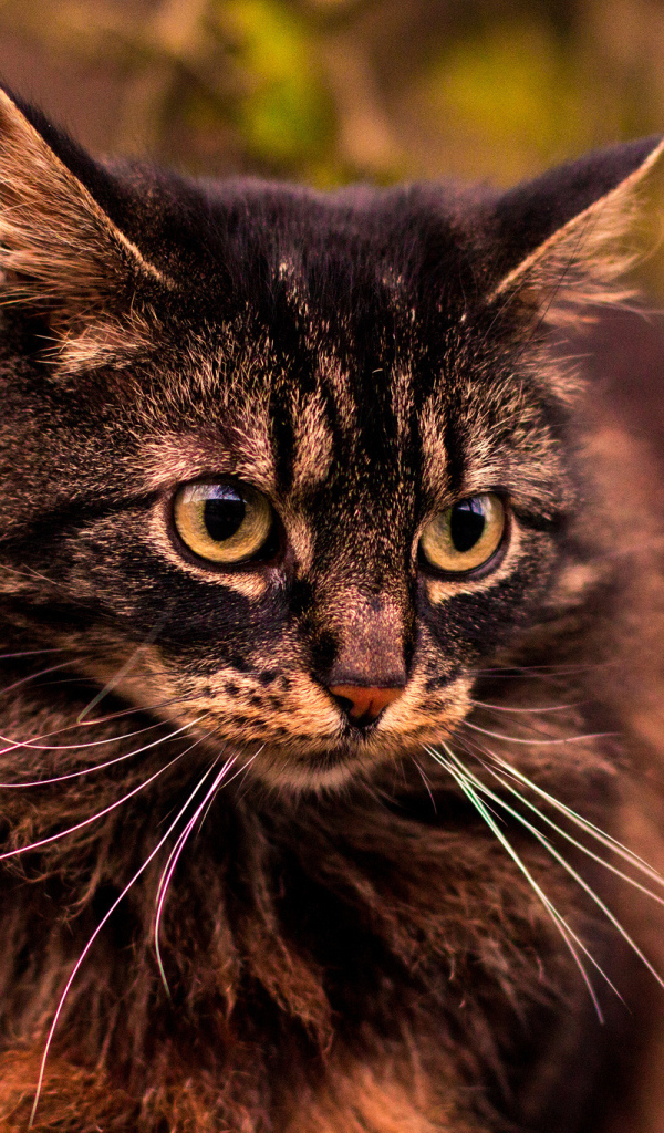 Кот на прогулке