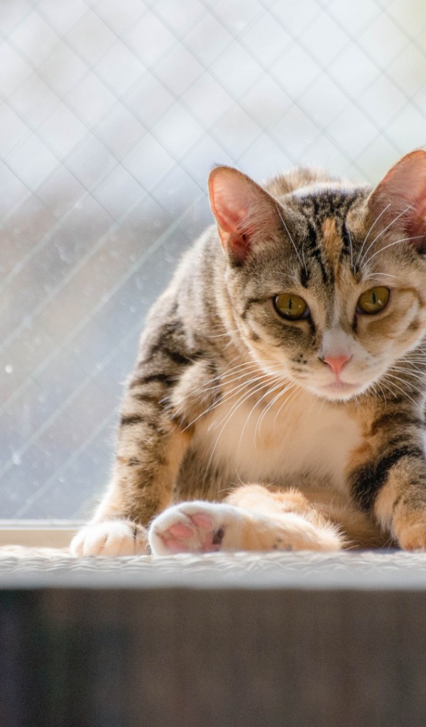 Kот на подоконнике