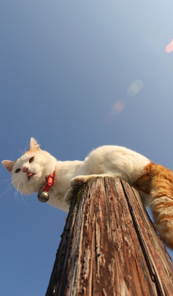 Кот на деревянном столбе