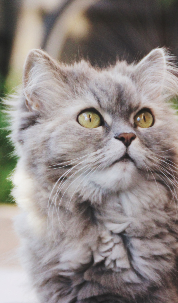 Кошка на улице