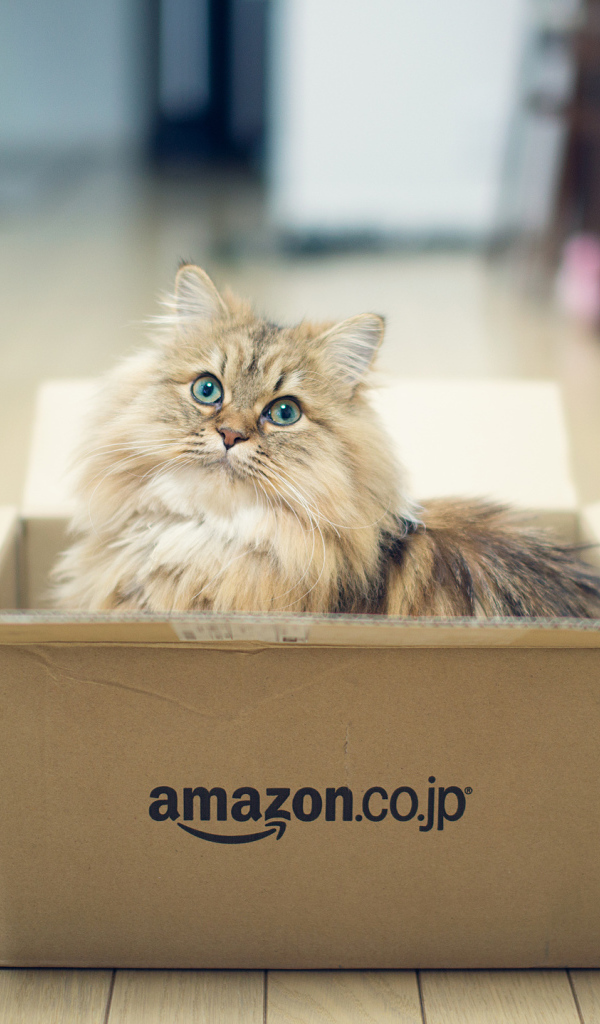 Кот играет в коробке