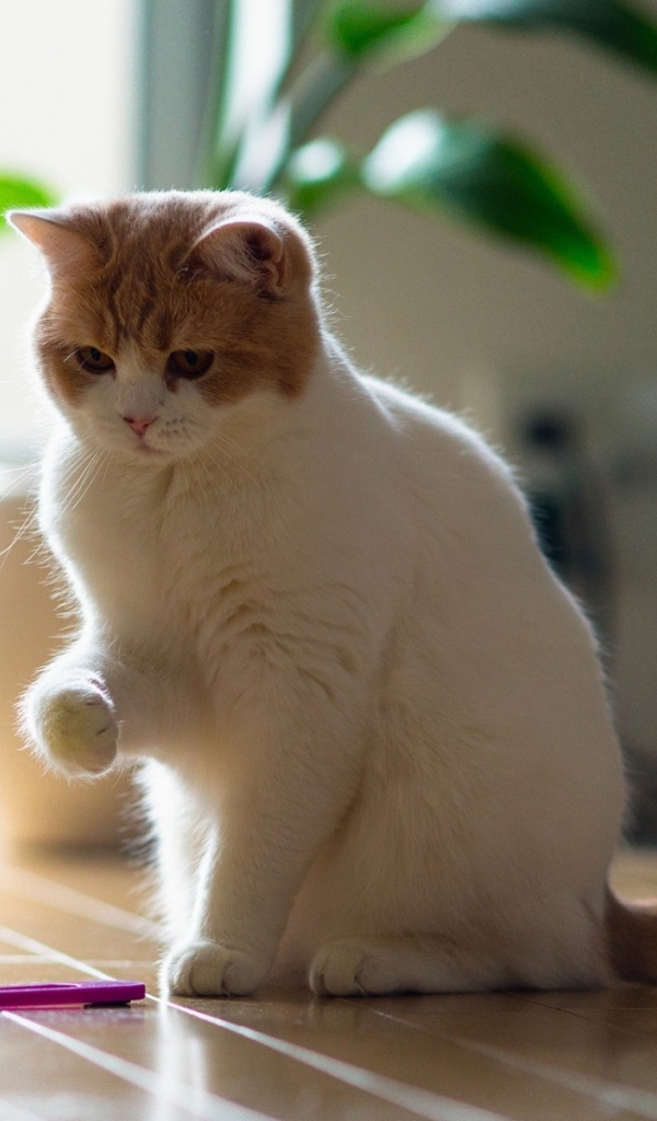 Кот играет с бабочкой