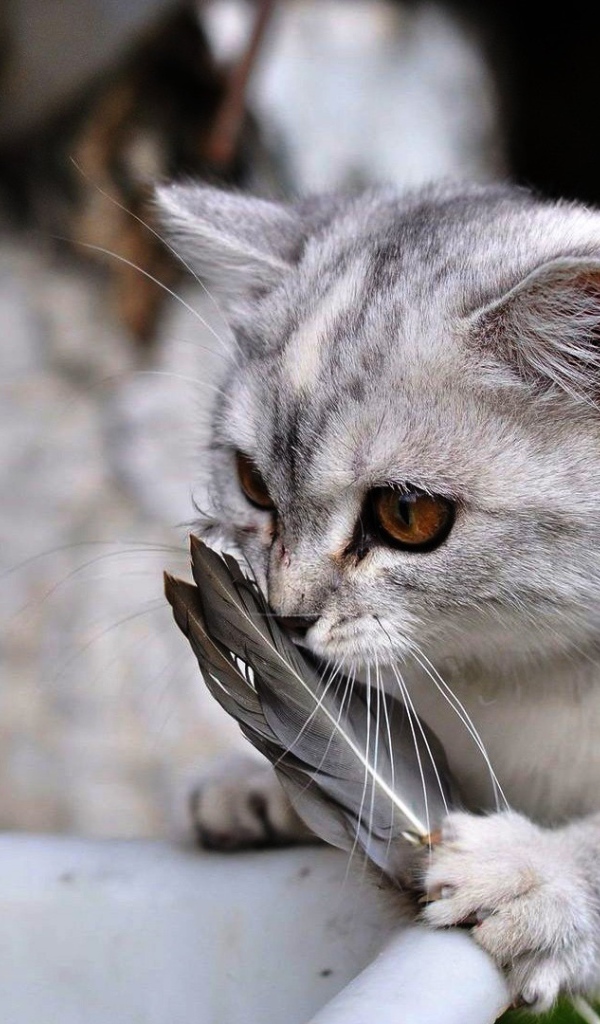 Кот играет с перьями