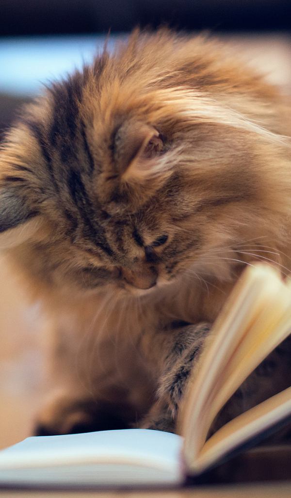 Кот читает книгу