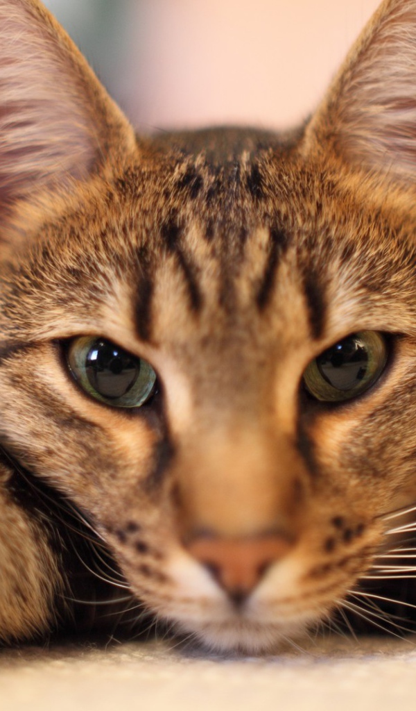 Кот отдыхает