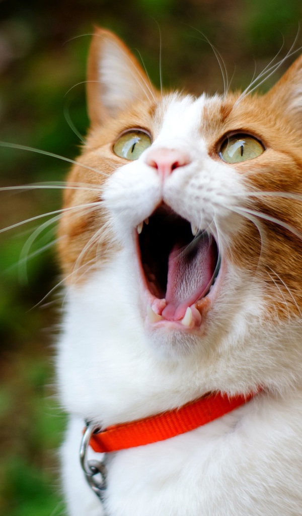 Кошачья ария