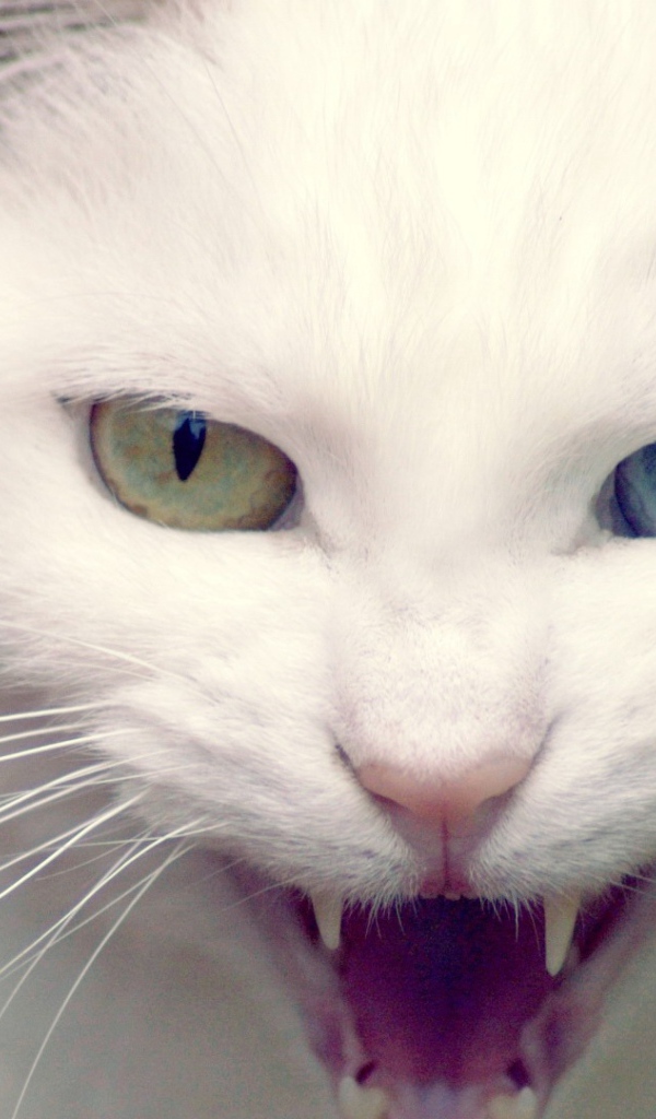 Кошка показывает зубы