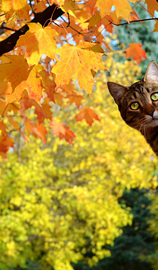 Кот сидит на дереве