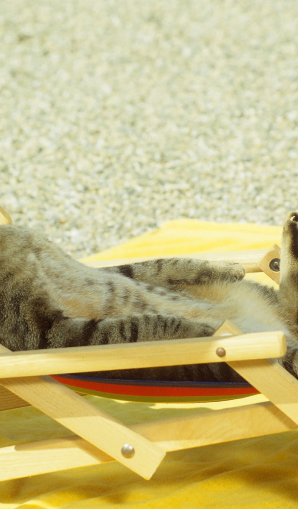 Кот загорает