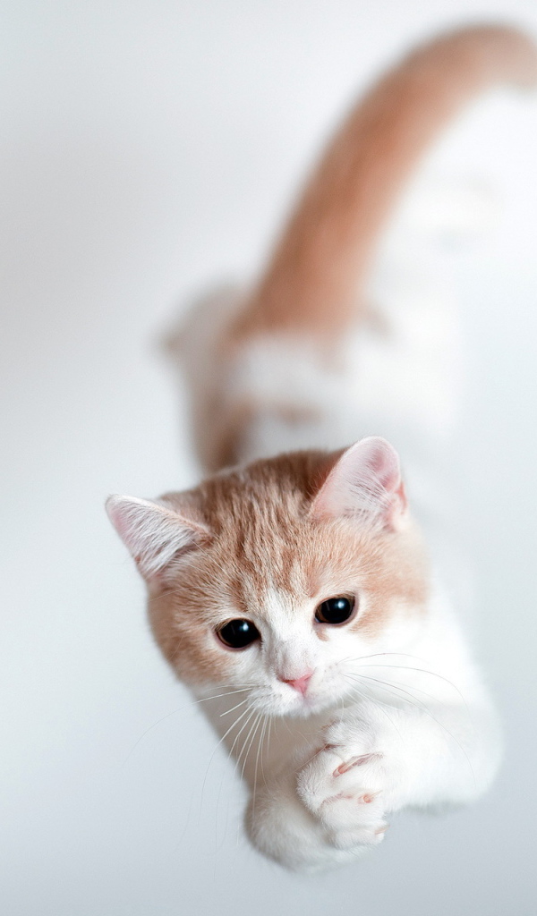 Кошка тороде