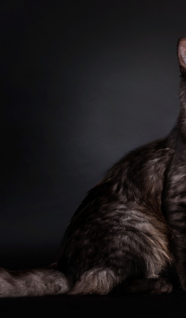 Кошка с пушистым хвостом