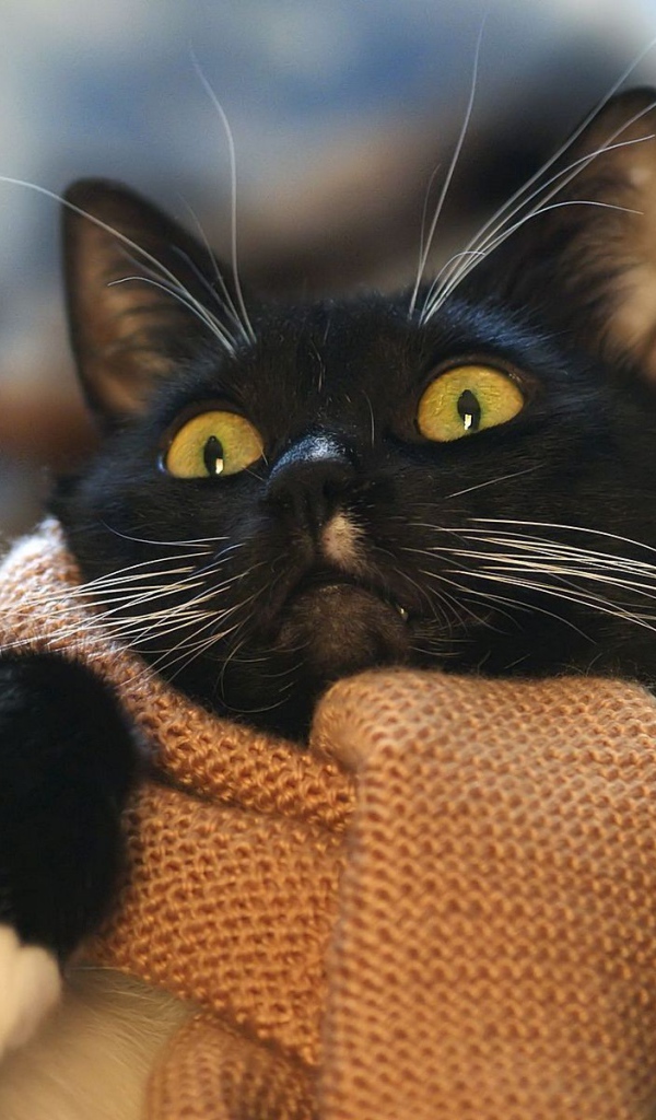 Кот с шарфом