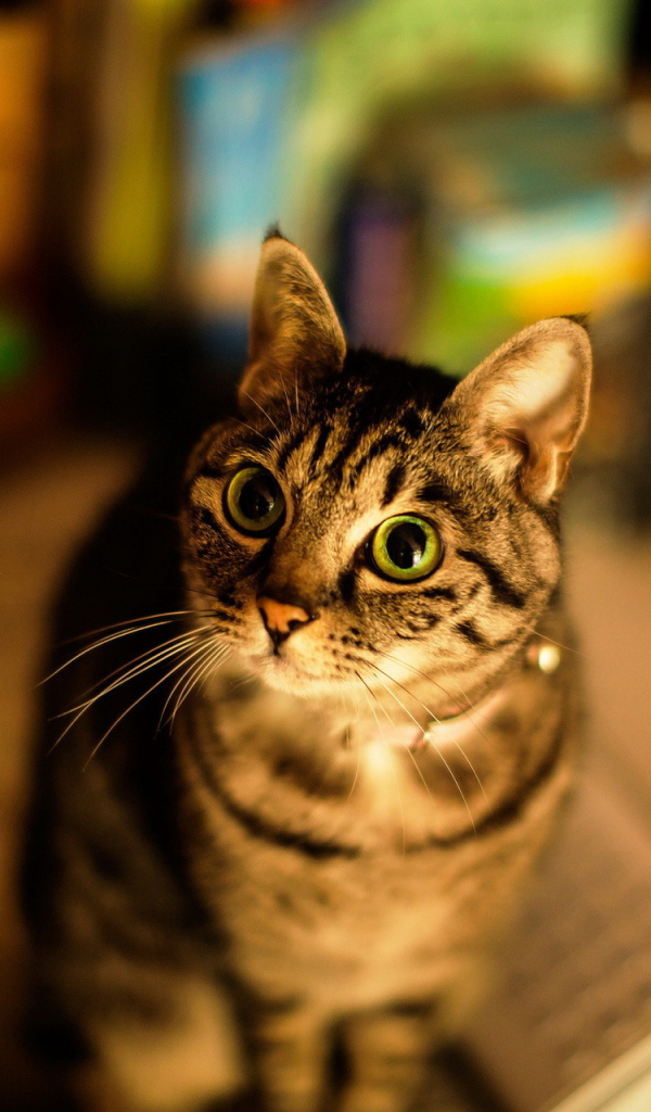 Кошка с большими глазами